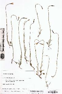 spécimen de Campanula aristata